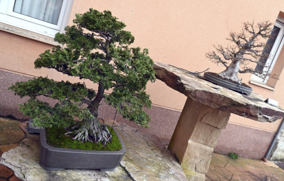 Ejemplares del Museo del Bonsai de Villagonzalo de Pedernales