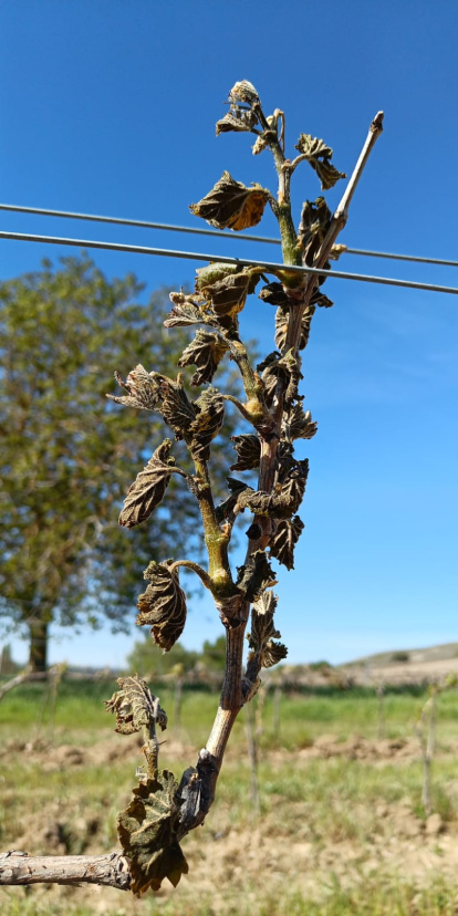 Las temperaturas han ido de -1 a -6 grados