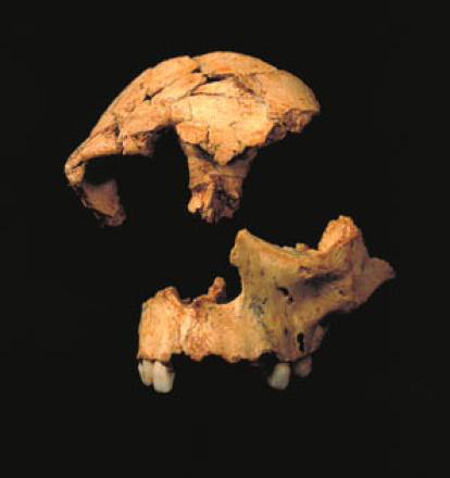 Restos de una cara demasiado moderna para tener 800.000 años.