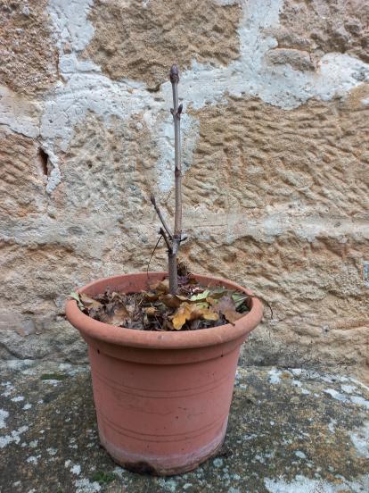 Este es el castaño de dos años que plantará el museo etnográfico de Montejo de San Miguel.