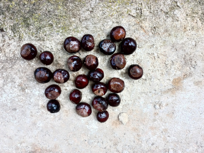 Castañas recogidas de ese mismo castaño y que ya ha sembrado el Museo para seguir la cadena iniciada por Vladimir Rivero.