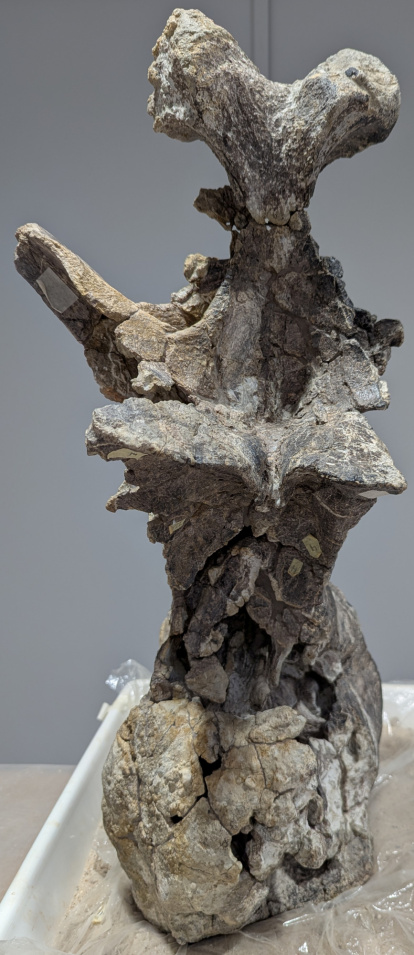 Imagen de la pieza de la espalda que puede verse en el Museo de los Dinosaurios de Salas.