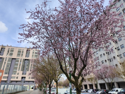 Ejemplar de ciruelo de jardín en el barrio de G-3