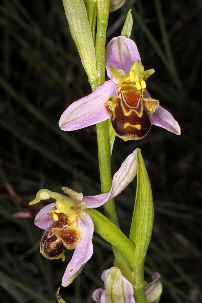 Ophrys apifera, en la que se ve la capacidad de autopolinización.