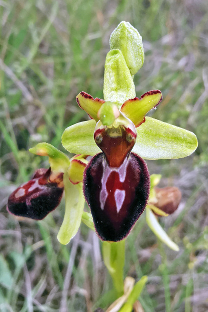 OPHRYS SPHEGODES.