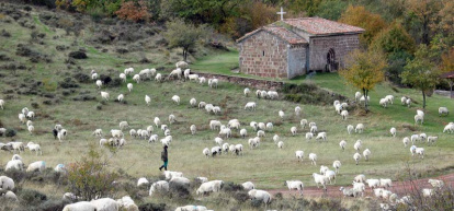 Un rebaño de ovejas alrededor de la ermita de la Virgen de la Cabrera.