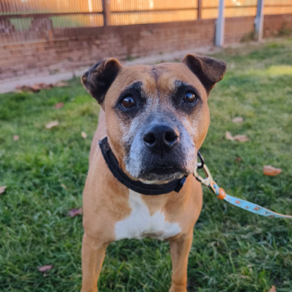 Cora, una perrita de 8 años que fue abandonada en una vivienda okupada. Se encuentra en adopción en Madrid.