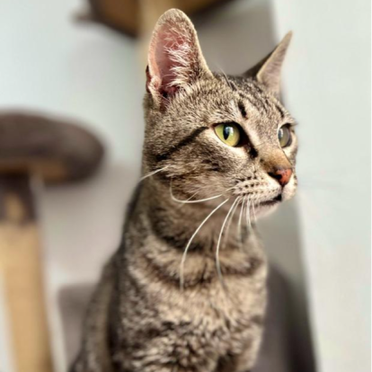 Paco, espera encontrar familia en la asociación Huellas callejeras, Castellón.