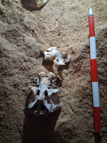 Piezas de oso que probablemente conecten con el cráneo recuperado el año pasado.