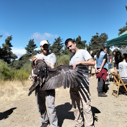 Dos miembros de GREFA sostienen a un buitre negro con GPS.