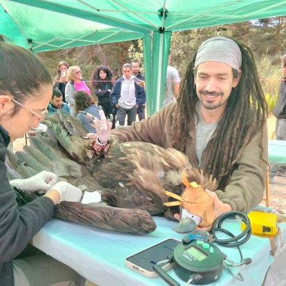 Extracción de muestras a un buitre negro tras ser marcado con GPS.