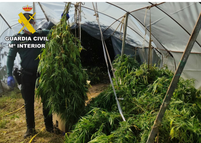 La plantación de cannabis camuflada entre frutales en un invernadero en una finca privada en Burgos.