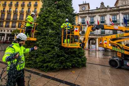 Colocación del Árbol de Navidad en la Plaza Mayor.