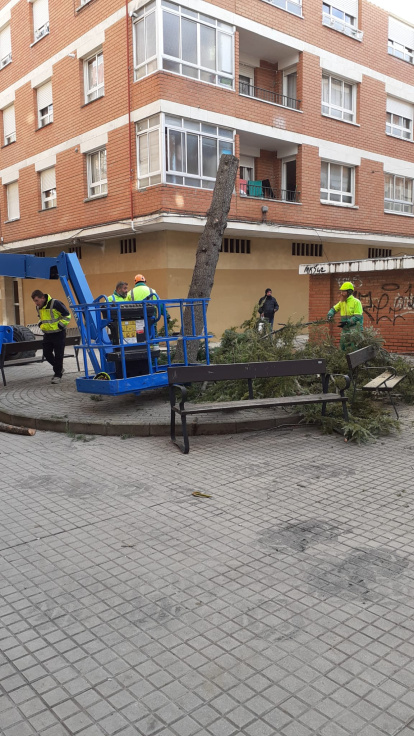 Imagen del árbol talado