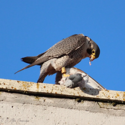 Óscar, en pleno festín.