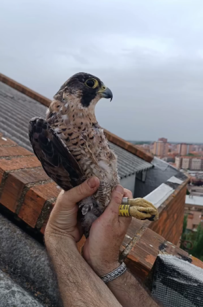 Pilar, rescatada tras sufrir un percance.