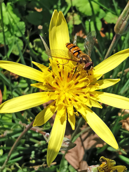 Tragopogon macrorhizus, con flores amarillas, en una parcela de la capital burgalesa.