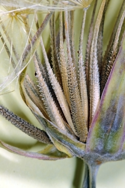 Tragopogon macrorhizus.