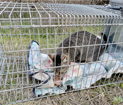Cuidados de las colonias de gatos por la Asociación Felinos de Pinares