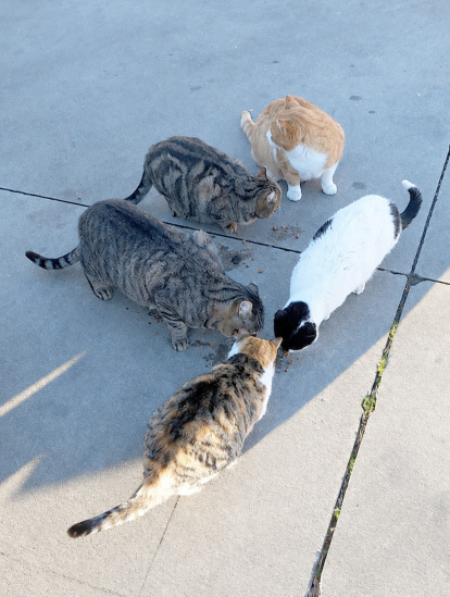 Cuidados de las colonias de gatos por la Asociación Felinos de Pinares