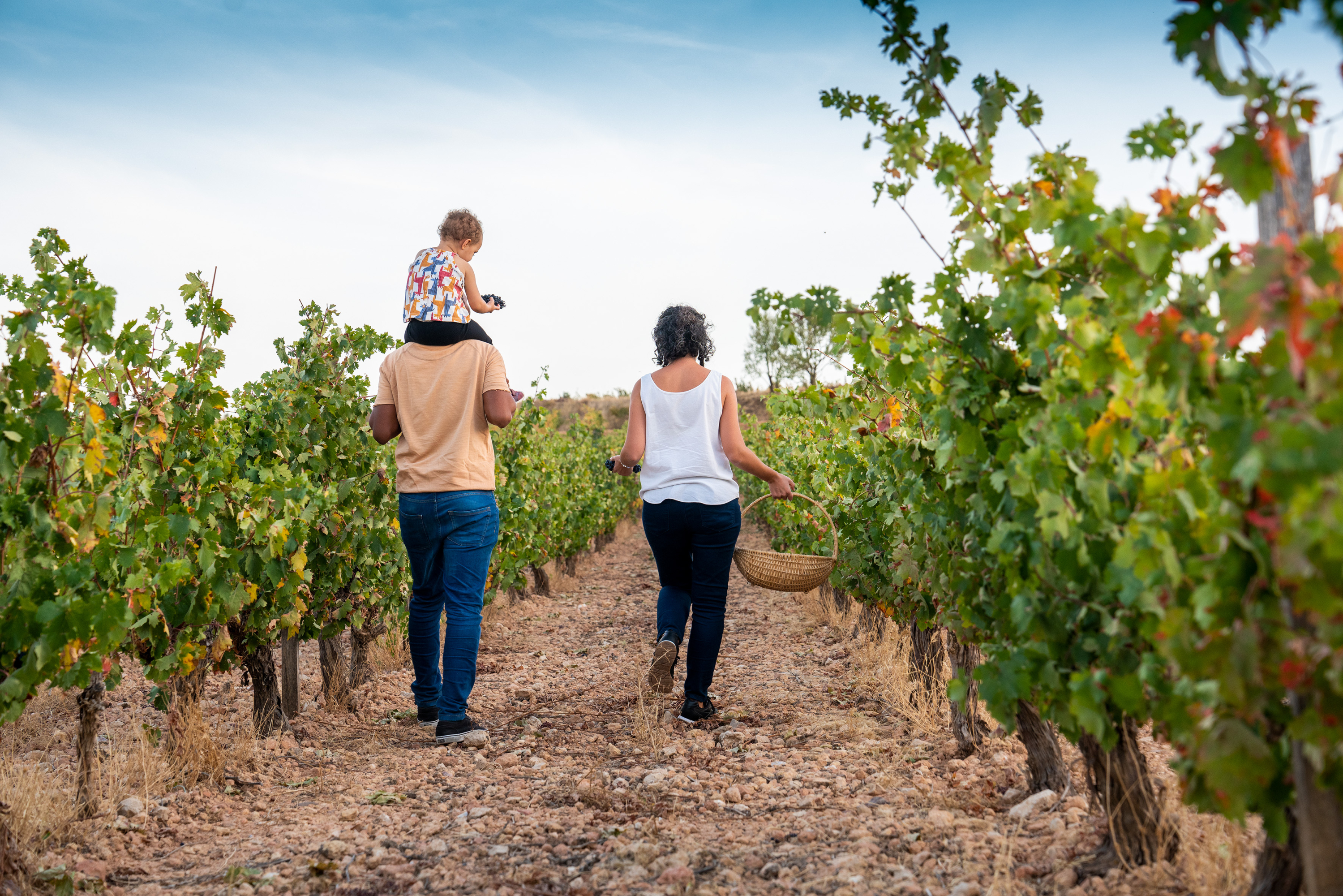 Los visitantes de la ruta del vino Ribera del Duero aumentan en un 43 por ciento